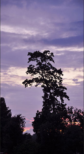 Cool Tree
