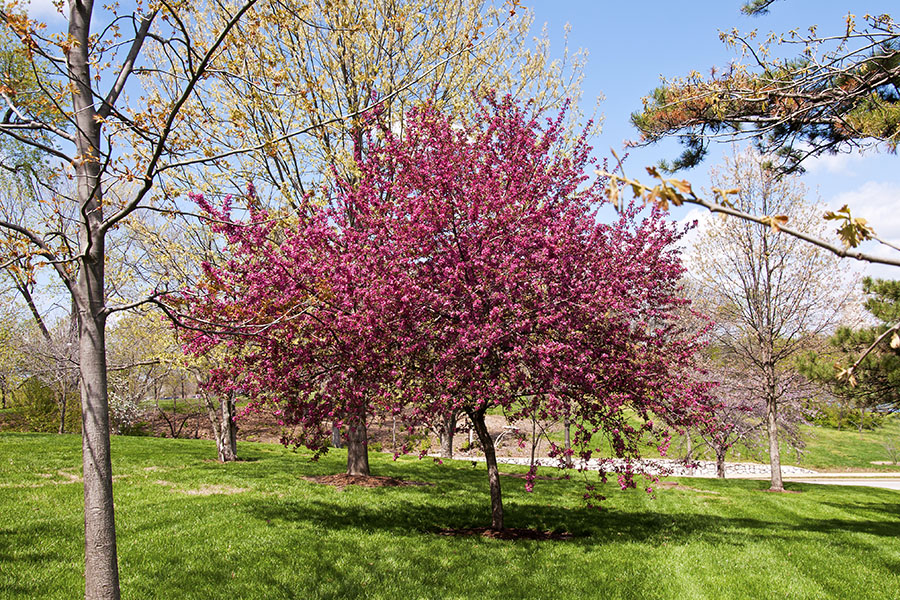 Forest Park Image